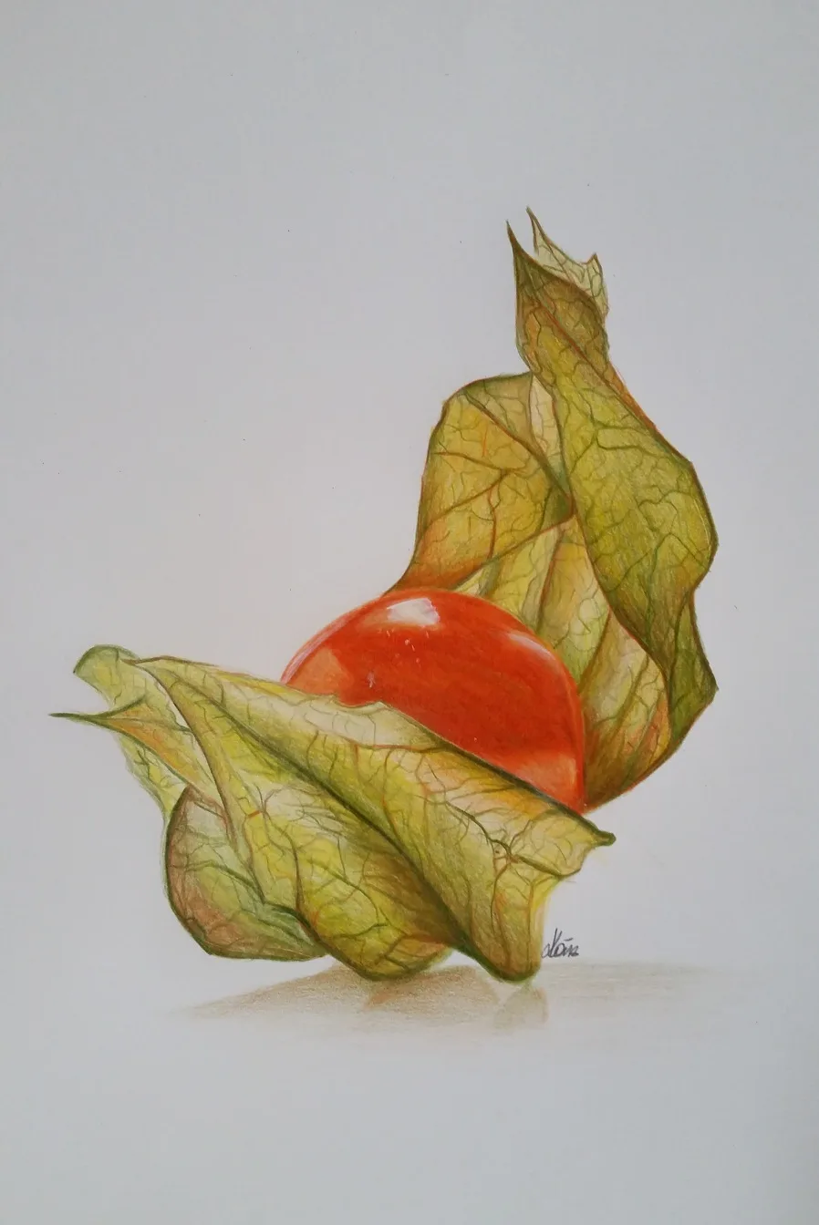 Physalis im Licht